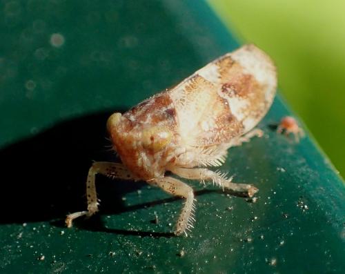 Stegelytra sp.